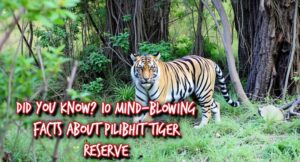 Read more about the article Did You Know? 10 Mind-Blowing Facts About Pilibhit Tiger Reserve